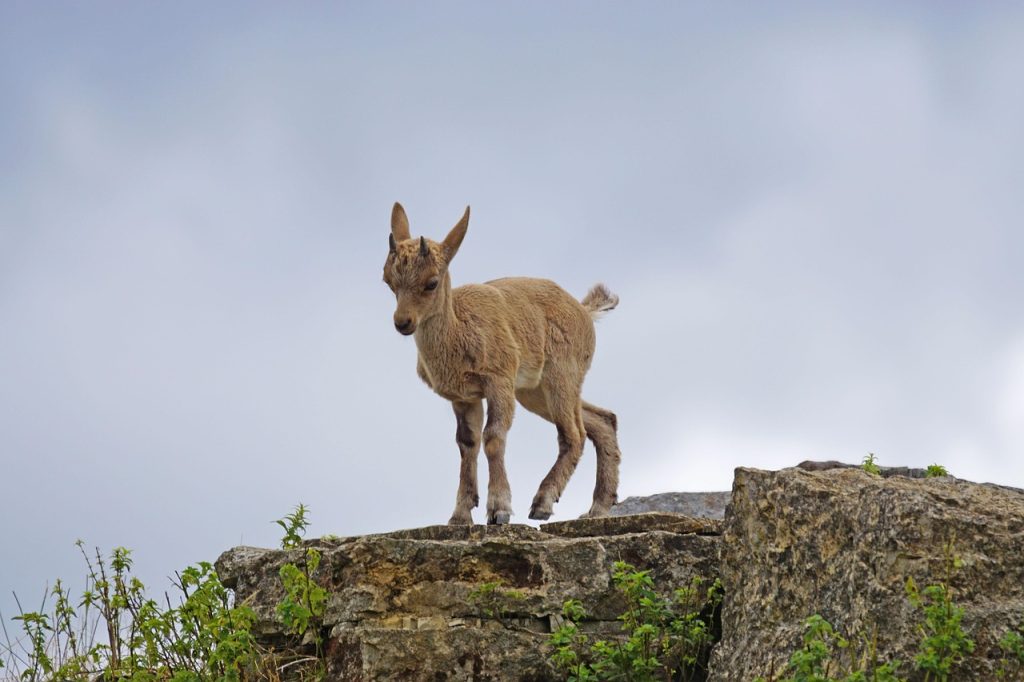 barbatul ideal pentru femeia capricorn