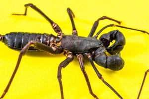 barbatul perfect pentru femeia scorpion