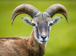 ce il innebuneste pe barbatul capricorn la o femeie