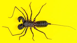 femeia ideala pentru barbatul scorpion