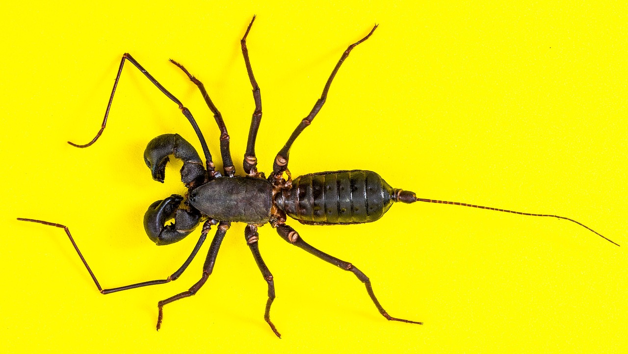 femeia ideala pentru barbatul scorpion
