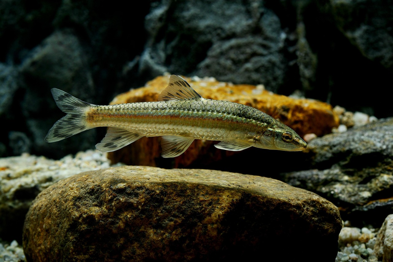 semne ca barbatul pesti te iubeste